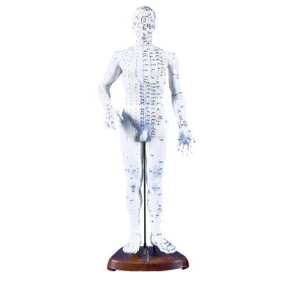 Akupunkturmodelle | Praxis-Partner.de