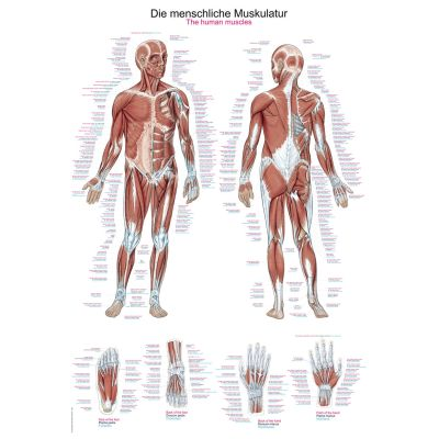 Lehrtafeln / Anatomische Modelle | Praxis-Partner.de
